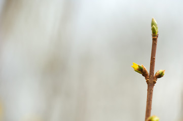 Forsythia with nice buds combinded with a beautiful bokeh background representing the awakening of the nature in spring