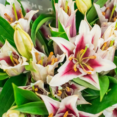 Close up of white-pink lilies with yellow stamens
