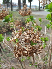 公園の涸れ紫陽花と若葉