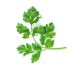leaf Coriander or Cilantro isolated on white background ,Green leaves pattern