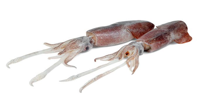 squid isolated on white background ,include clipping path