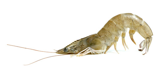 shrimp raw isolated on white background