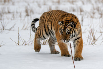 Siberian Tiger running in snow. Beautiful, dynamic and powerful photo of this majestic animal. Set in environment typical for this amazing animal. Birches and meadows