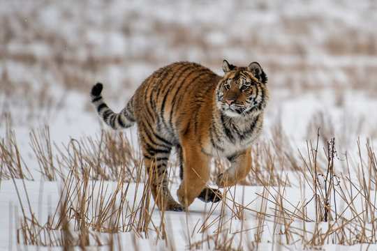 Siberian Tiger running in snow. Beautiful, dynamic and powerful photo of this majestic animal. Set in environment typical for this amazing animal. Birches and meadows