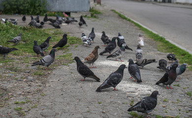 Street pigeons scatter in the city. Animals on the background of architecture