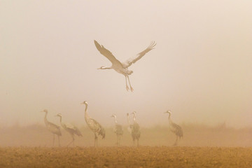 Gallocanta