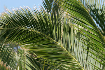Fototapeta na wymiar green palm leaves against the sky
