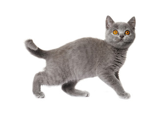 gray British Shorthair Kitten   isolated on white background