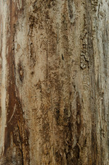 Smooth tree bark texture. Nature wooden texture closeup.