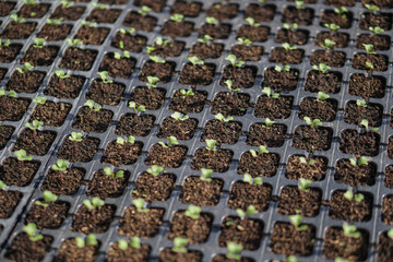 Obraz premium Sprouts of different plants in a greenhouse in pallets. The topic of business in the agronomy industry. Food growing industry for sale. Eco products without gmo