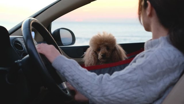 Young woman driving the car and dog traveling in a car seat the front seat of a car.