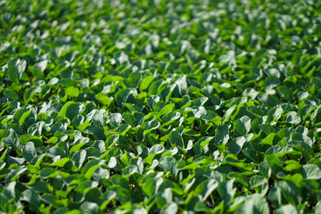 Lush vegetation in the garden. Seedlings in the greenhouse of cabbage and lettuce. Green background for vegetarians.