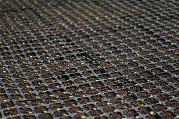 Sprouts of different plants in a greenhouse in pallets. The topic of business in the agronomy industry. Food growing industry for sale. Eco products without gmo