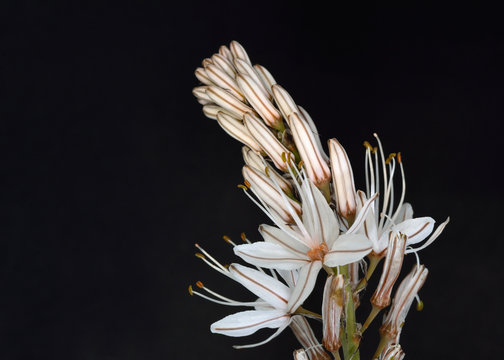Asphodelus aestivus, the summer asphodel, Crete