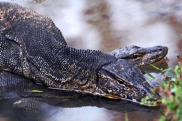 komodo dragon lizard 