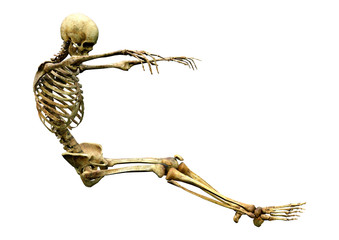 3D Rendering Human Skeleton on White