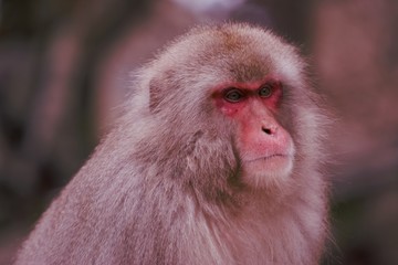 snow monkey in hot spring japan