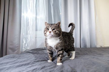 Old Cat sitting on bed in room