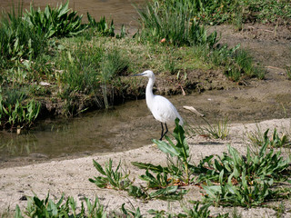 bird