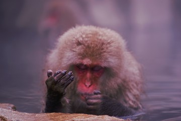 snow monkey in hot spring japan