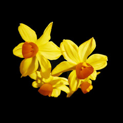 bouquet of yellow daffodils in the shape of a heart close up  on a black background isolate in the square for postcard, banner, gift card, printing