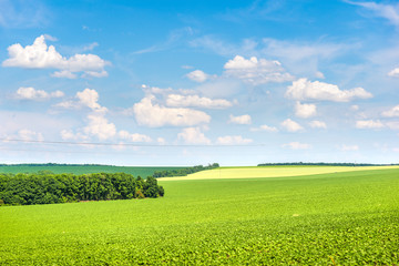 Field of growing sunflowers