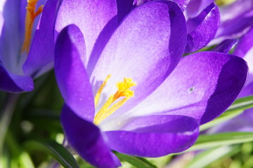 Krokus Blüte in Makroaufnahme