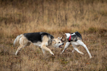 Dogs fighting in autumn field. cloudy day
