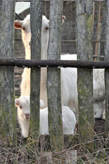 Goat and Baby Goat at Farm