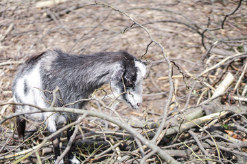 Sheep and goats behind the fence eat. Farm theme breeding animals. Stock Industrial Theme