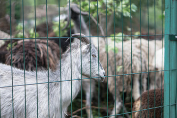 Sheep and goats behind the fence eat. Farm theme breeding animals. Stock Industrial Theme
