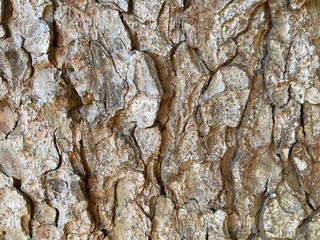 bark of a tree