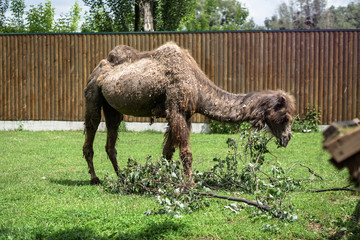 Camel came to eat in a specially prepared place. Zoo in Europe.