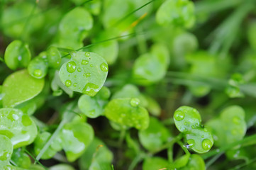 Fresh green leafs with little water drops. One of the leafs is formed roughly like a heart and is in focus