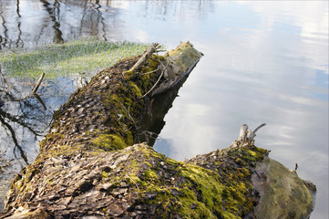 Fallen log covered with moss lying near the banks of a river or lake.