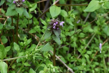 Lamium purpureum (Purple deadnettle) puts a lot of lip-shaped florets of the light purplish red in the spring.