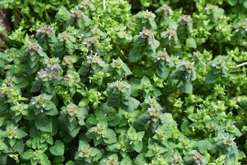 Lamium purpureum (Purple deadnettle) puts a lot of lip-shaped florets of the light purplish red in the spring.