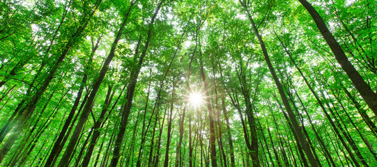 Obraz na płótnie Canvas Forest trees. nature green wood sunlight backgrounds