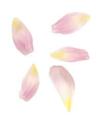 Set of pink tulip petals