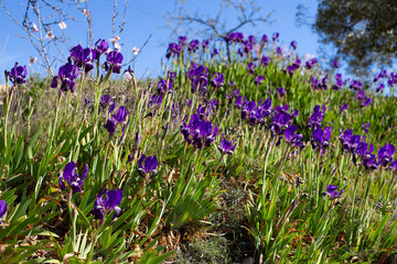 Carpet from beautiful purple iris flowers Iris pumila in the grass in wild nature
