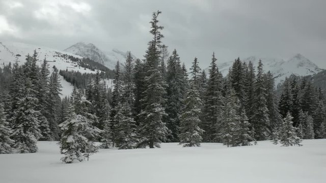 Panoramic shot of a winter spruce forest with white snowdrifts in the foreground and snowy mountains in the background.