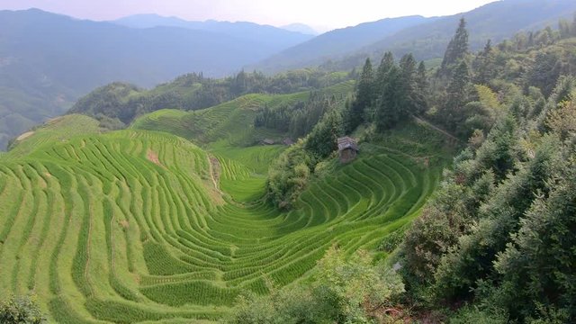 Aerial view of the beautifully Seven Stars Accompany the Moon cascading layered Rice Terraces, part of Longji Rice Terraces, Pingan village, northern Guilin, Guangxi Province, China