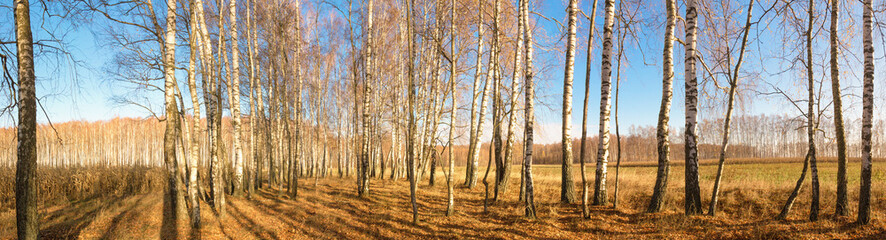 Weißer Birkenhain am blauen Himmel im zeitigen Frühjahr