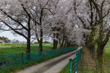 Morning scenery of reservoir and cherry blossoms in the ranch