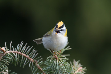 Sommergoldhähnchen