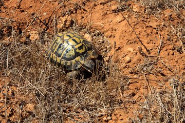 Ciutadela, Menorca / Spain - June 25, 2016: A Marginated tortoise (Testudo marginata), Menorca, Balearic Islands, Spain