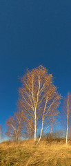Obraz na płótnie Canvas white birch grove on blue sky in early spring