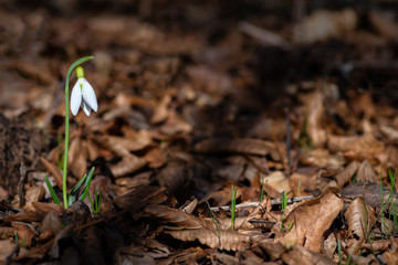 Single snowdrop on blurred last year's leaves background