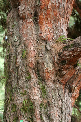 Obraz premium 京都の大木