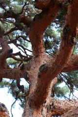 Fototapeta na wymiar 京都の大木
